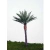 Date Palm-3