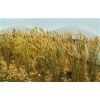 Wheat Stalks